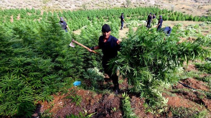 albania cannabis plantation police