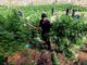 Albanian Police Cutting Down Cannabis Plantation