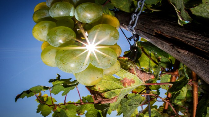 Eurostat: More than a third of all EU vineyard holdings are in Romania