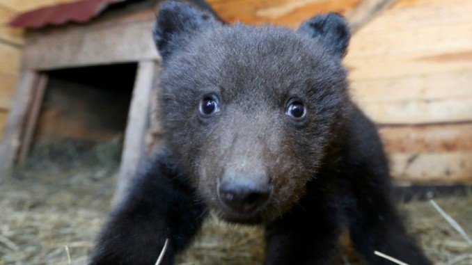 Albania authorities stop sale of a bear cub on the Internet