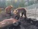 Two bears rescued from Albania find their new home in UK Zoo